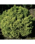 Cryptomeria  ’Vilmorin Gold’